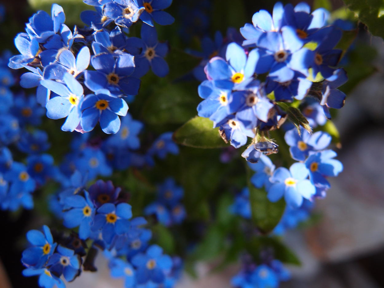 2019-04-24 wendel - der Garten